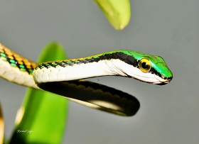 leptophis_mexicana