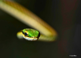 Leptophis mexicanus