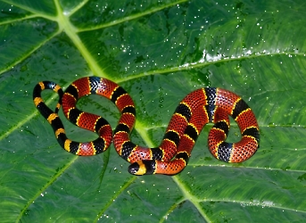 Micrurus diastema