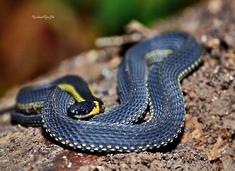 Ninia diademata