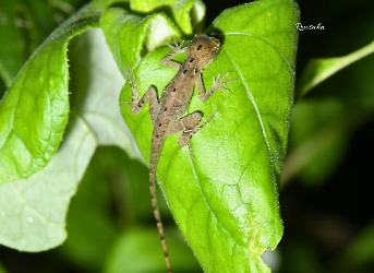Norops rodriguezii