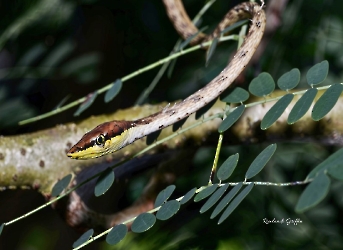 Oxybelis aeneus