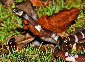 Tropidodipsas fasciatus