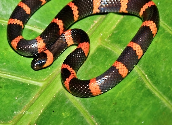 Tropidodipsas sartorii