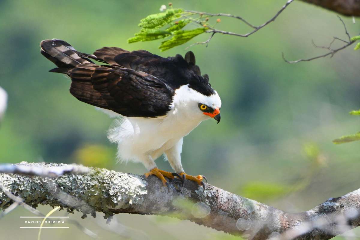 Proyecto voluntarios aves