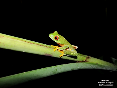 Agalychnis taylori