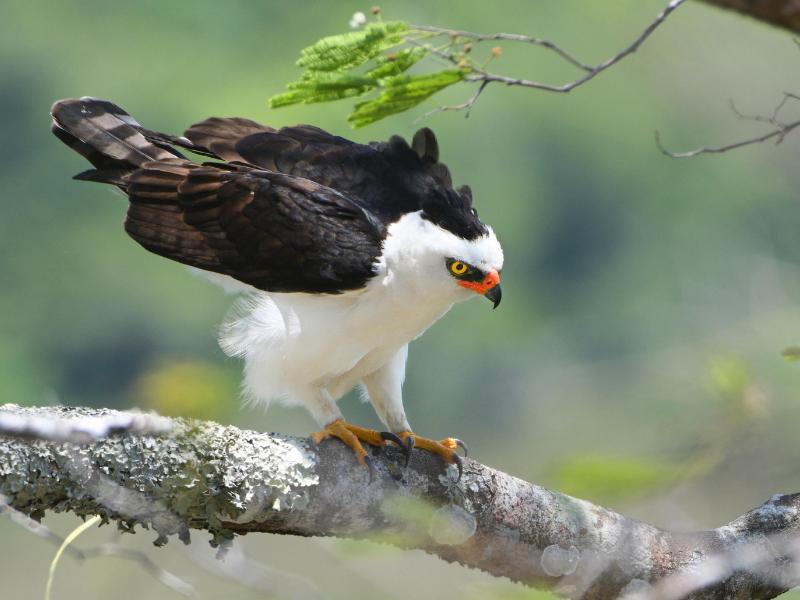 Aguila Blanca y Negra