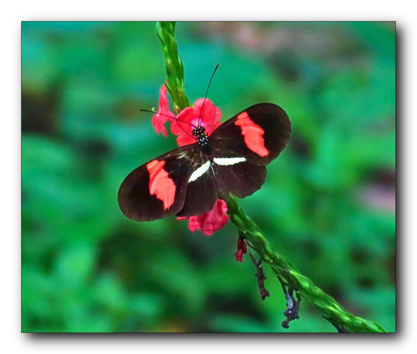 Heliconius erato