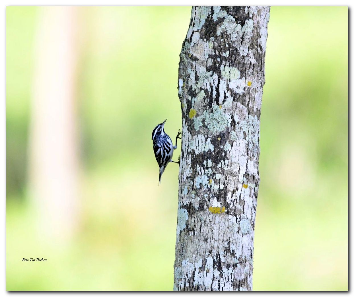 Black-and-white Warbler-Mniotilta varia