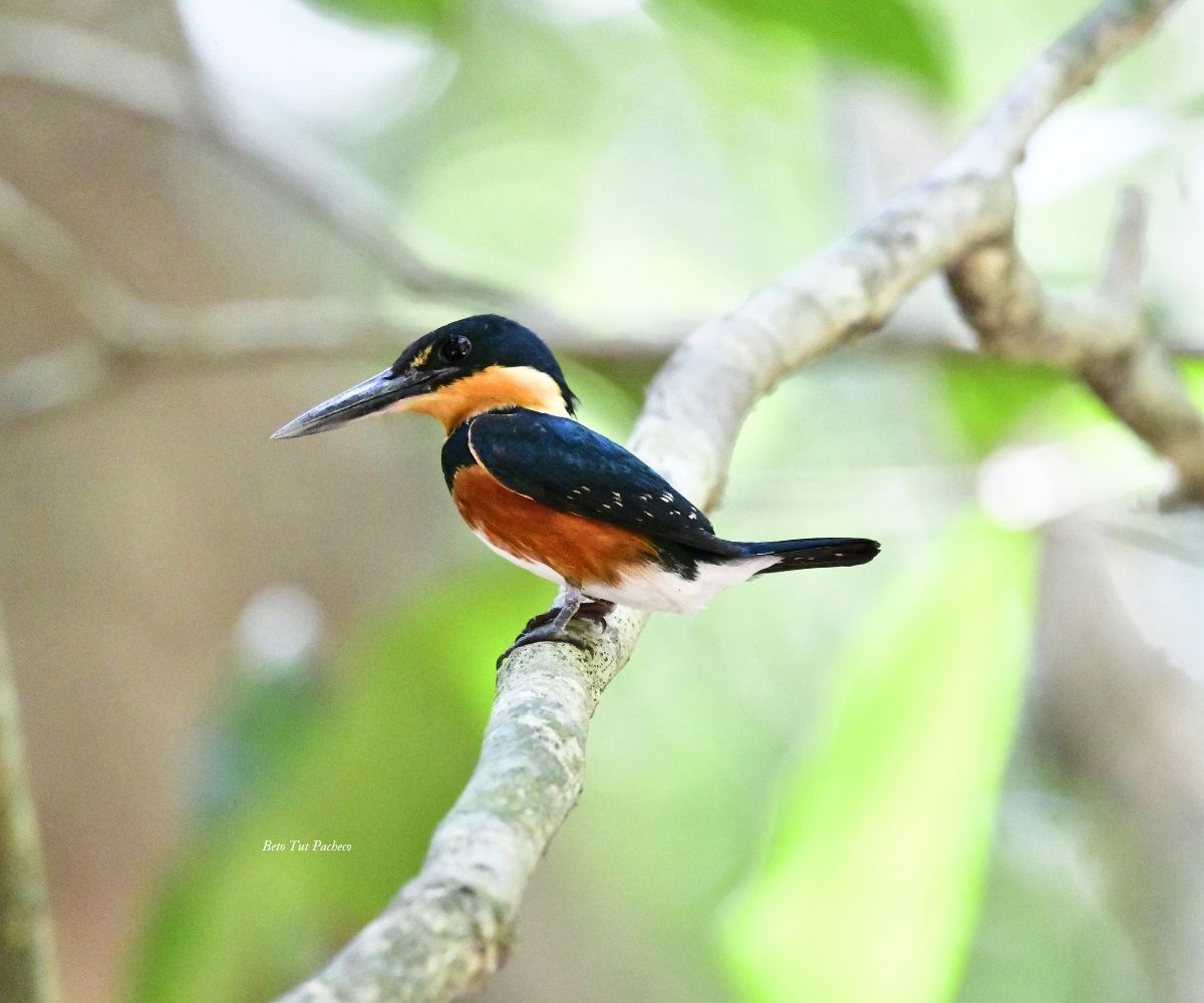 American Pygmy Kingfisher