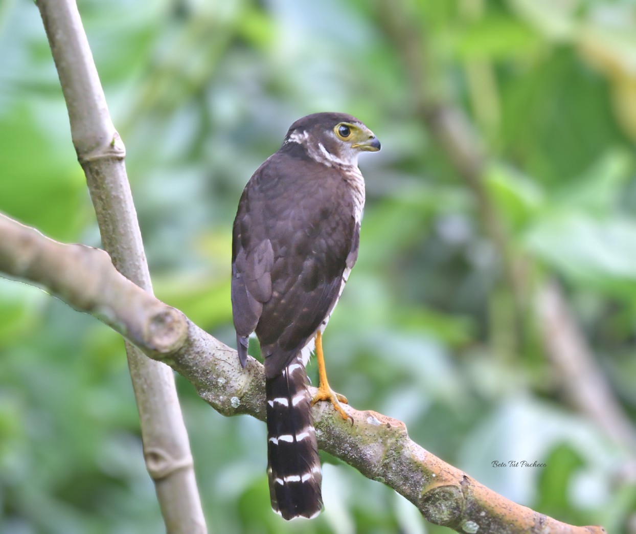 Barred Forest Falco