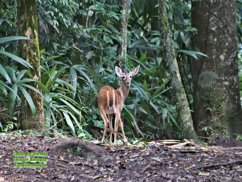 Odocoileus virginianus-estacion-biologica-las-guacamayas