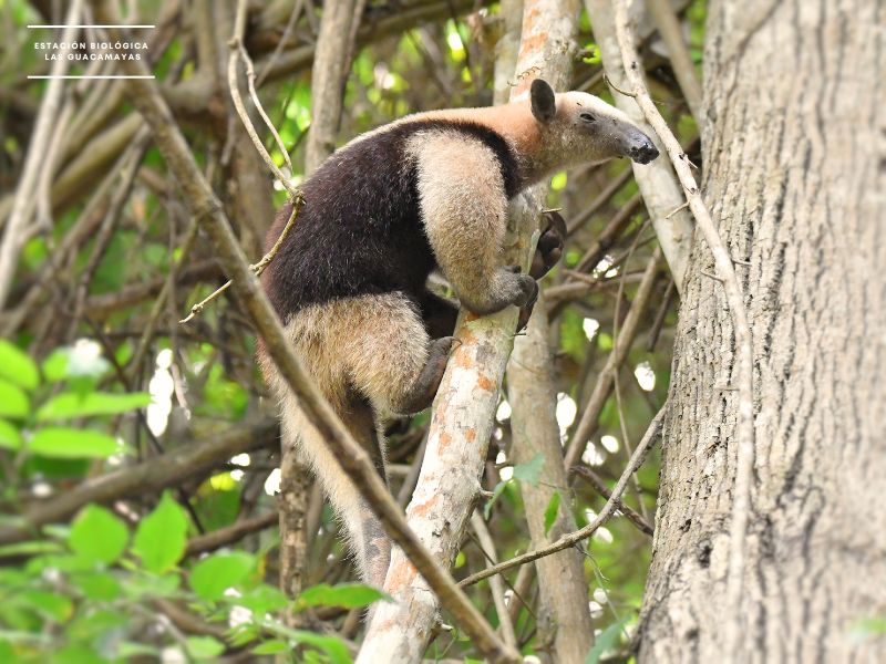 Tamandua mexicana