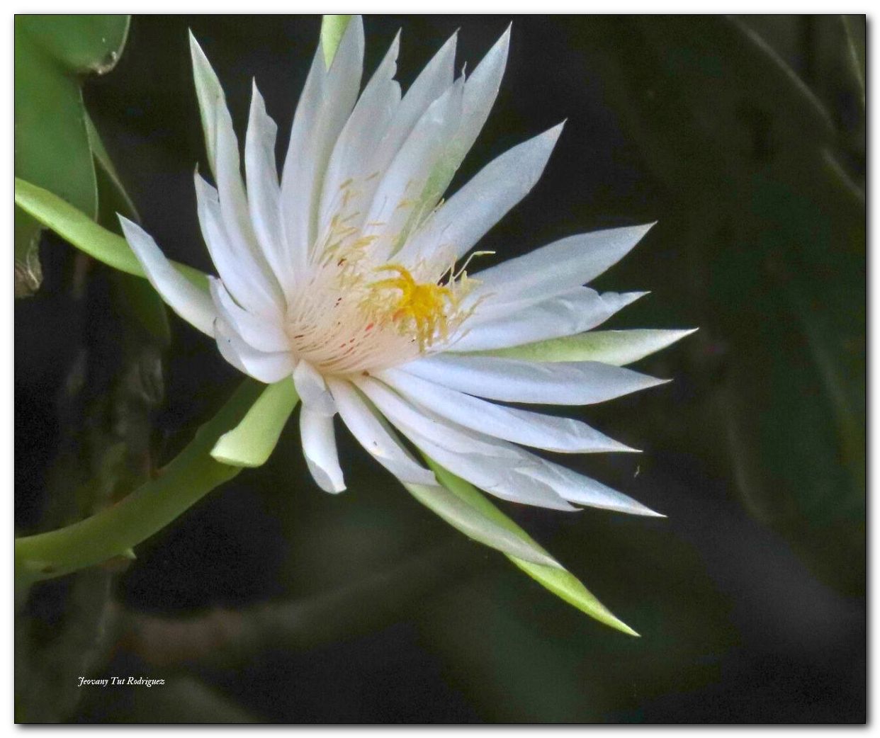 Ninfa _Nymphaea pulchella