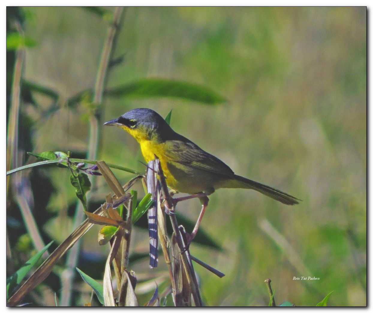 Gray crowned Yellowthroat