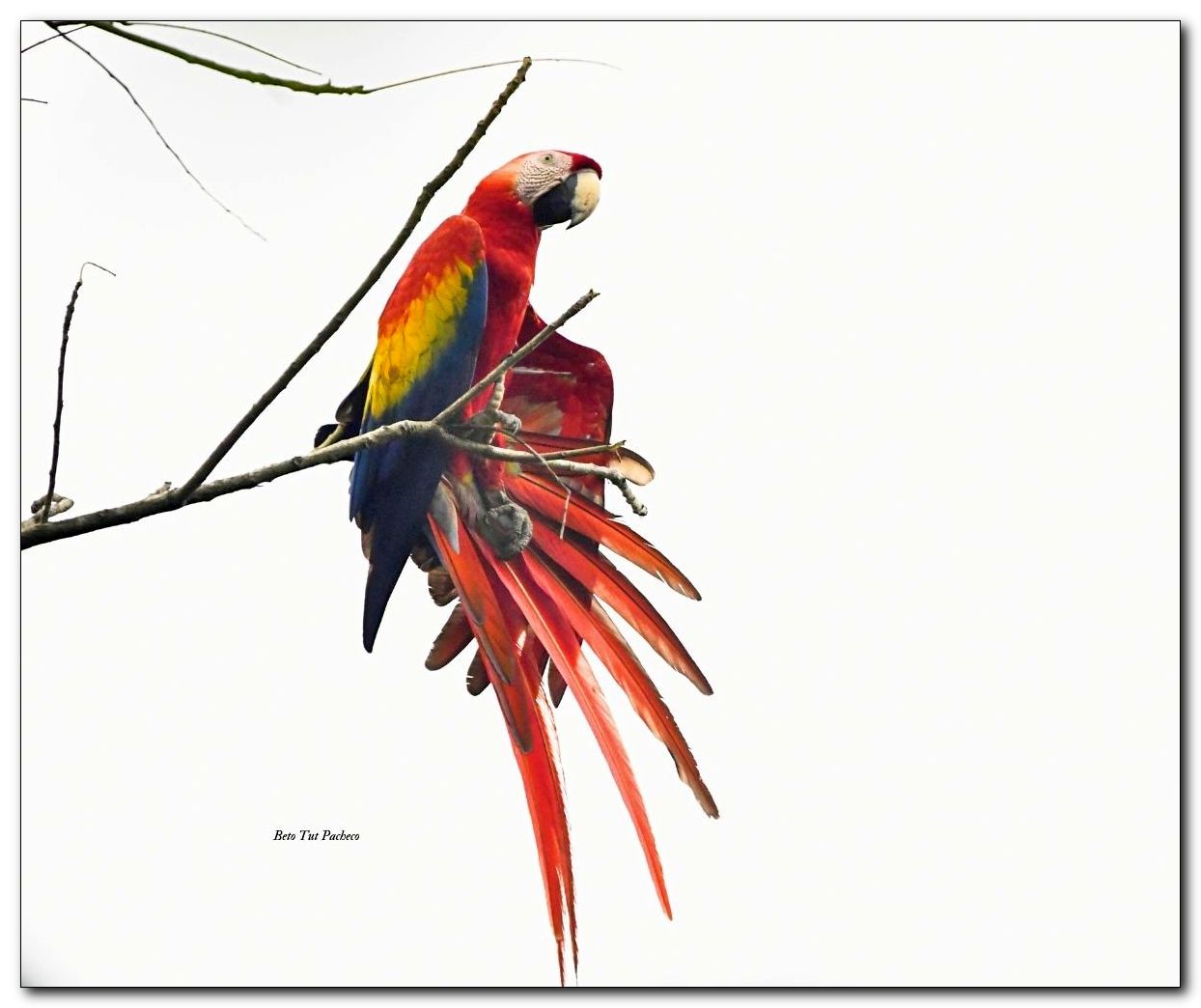 Scarlet Macaw