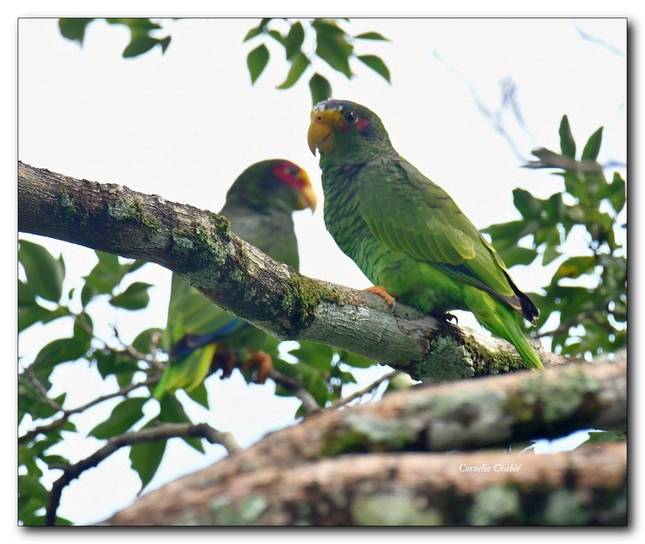 Amazona xantholora