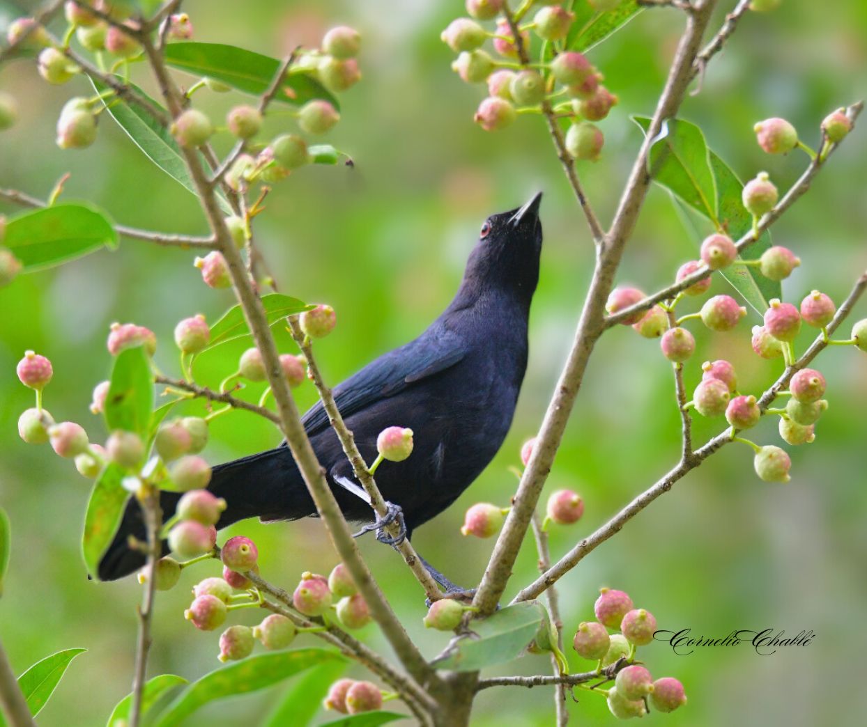 Black CatBird