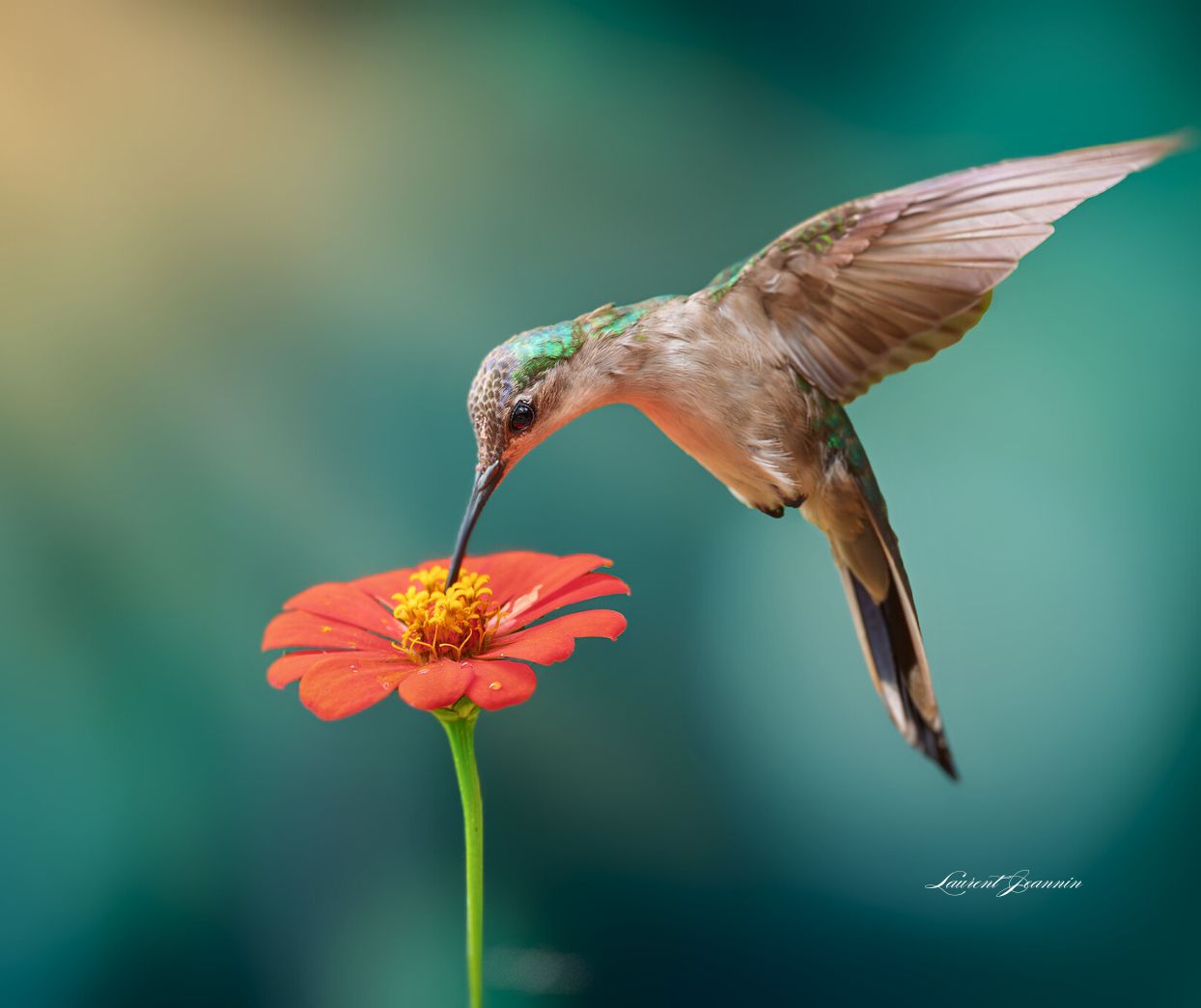 Wedge-tailed Sabrewing