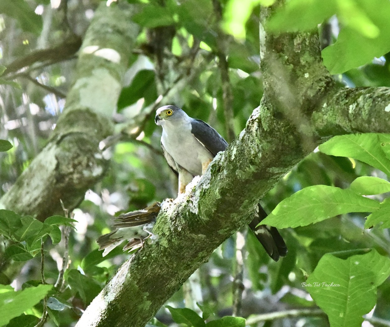 Bicolor Hawk